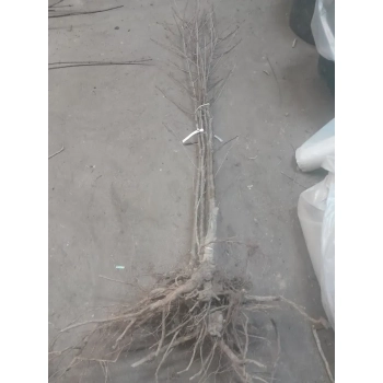 JARZĘBINA jadalna szczepiona czerwona - sadzonki 160 / 180 cm